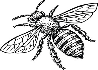Highly detailed black and white vector illustration of a honey bee, symmetrical top-down view. Realistic line art style with fine stippling and hatching for texture.