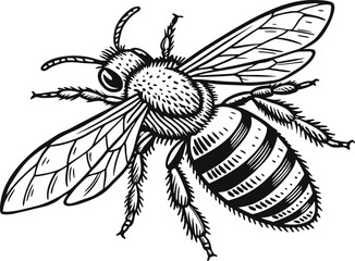 Highly detailed black and white vector illustration of a honey bee, symmetrical top-down view. Realistic line art style with fine stippling and hatching for texture.