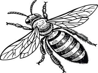 Highly detailed black and white vector illustration of a honey bee, symmetrical top-down view. Realistic line art style with fine stippling and hatching for texture.