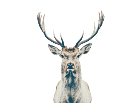 Close-up portrait of a majestic deer, its large antlers prominently displayed against a black background. The deer's expression is alert, its fur a muted greyish-brown