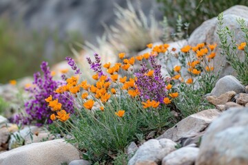 Vibrant wildflowers in a rocky desert landscape, showcasing a mix of orange and purple blossoms amidst gray stones.  A variety of wildflowers thrive in the arid environment © Su