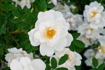 Rosehip. White double rosehips of the Rose family. Nature.