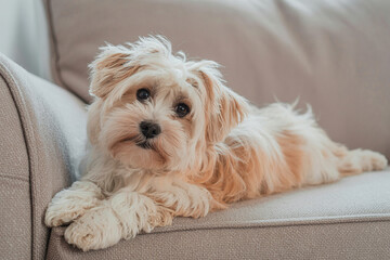 Fluffy cream-colored Maltese dog resting on taupe fabric couch, looking at camera with soft, slightly tousled fur

