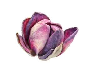 Close-up of a dried magnolia blossom, exhibiting a gradient of deep purple, pink, and creamy white hues, its petals delicately curled and slightly translucent against a black background