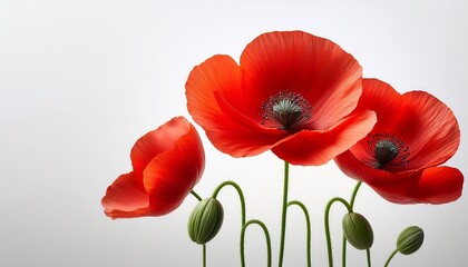 Fototapeta premium vibrant red poppy flowers with delicate green stems on a white background
