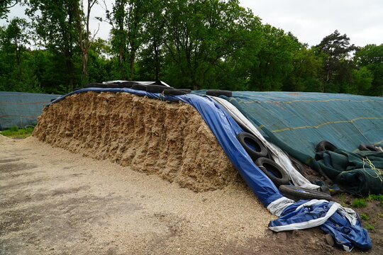 Open front of a maize silage pile, secured against rain with plastic sheeting. Village of Bordenau, Lower Saxony, Germany