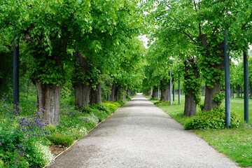 Avenue of the old lime trees in Hanover Berggarten, Lower Saxony, Germany