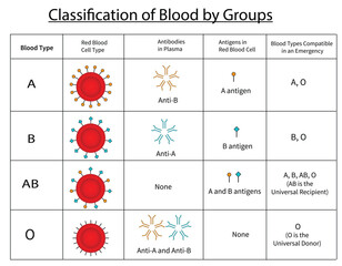 ABO Blood Group Types: Classification Chart with Antigens, Antibodies, and Compatibility – Medical Infographic Vector Illustration