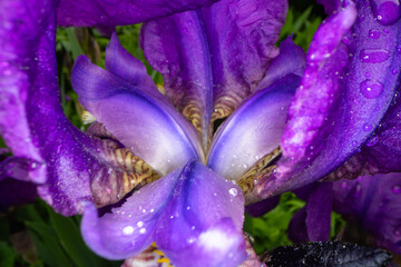 Closeup of iris flower, macro photo