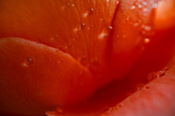 Closeup of rose flower