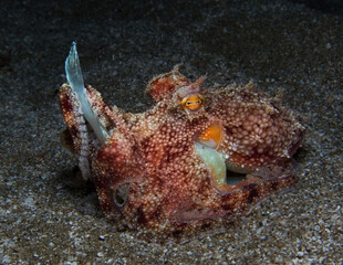 Young octopus eating a flounder