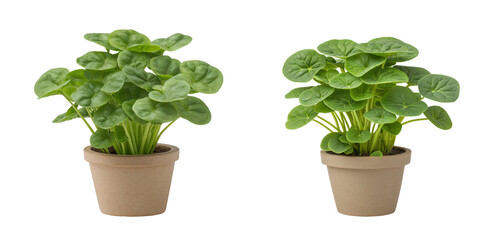 Fototapeta premium Green serenity pilea plant in minimalist clay pot isolated on white or transparent background PNG