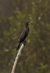 little cormorant perched on a wooden log at Sundarban tiger reserve, India