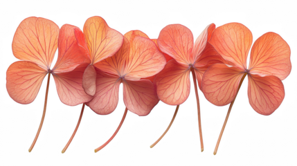 Elegant Arrangement of Peach-Colored Shamrock Flowers on PNG Transparent Background