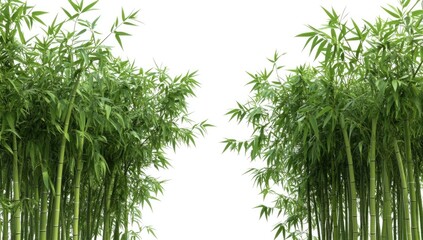 Naklejka premium Lush green bamboo stalks densely packed, symmetrical arrangement against white background