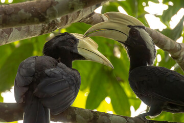 black hornbills © Alessandro