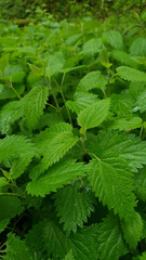 Closeup thicket of stinging nettle medicinal plant with fresh green leaves wet after rain and covered with water drops in spring forest at rainy day. Springtime natural background from lush foliage.