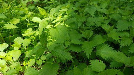 Close up thicket of stinging nettle or Urtica dioica medicinal plant with fresh green leaves under sunlight in spring garden at sunny day. Springtime natural background from young lush foliage.