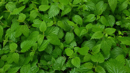Stem tops of stinging nettle or Urtica dioica medicinal plant with fresh green leaves wet after rain in spring forest at rainy day. Springtime natural background from young lush foliage, high angle.