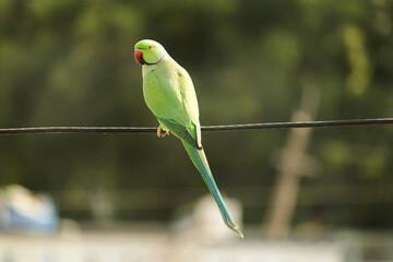selective focus background Green Parrot on the in morning light- signal of indian parrot sitting on electrical wire or cable and looking best - Beautiful indian green parrot. Ringneck Parakeet