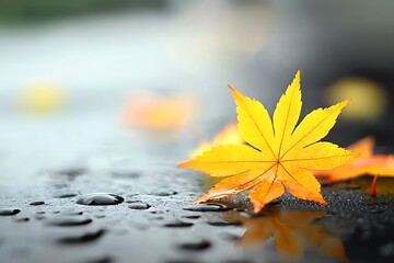 Autumn leaf on wet asphalt