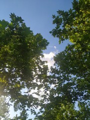 trees and sky
