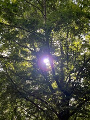 Fototapeta premium sun shining through trees