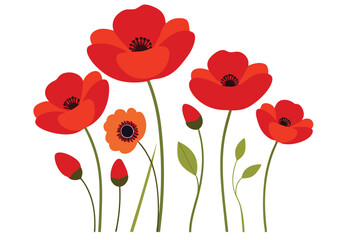 Fototapeta premium vintage poppy flowers vector illustration on white background