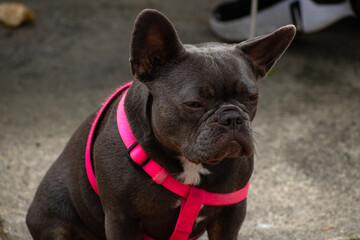 A Grey French Bulldog in a pink leash 