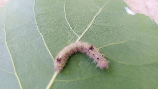 This video appears to feature a close-up of a caterpillar, possibly a Bombyx mori (silkworm), resting on a large, green leaf. The caterpillar is plump and has a pale, possibly cream or light pinkish, 