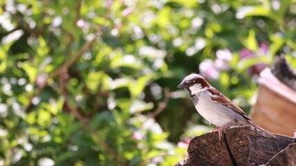 Sparrow on stacked firewood