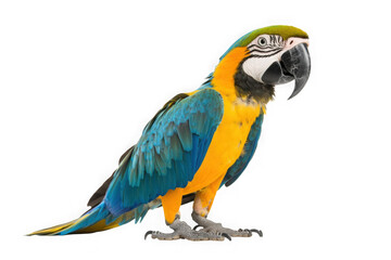 Fototapeta premium Vibrant blue and gold macaw parrot isolated on black
