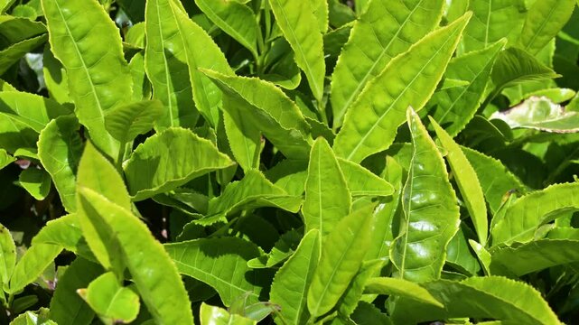 Tea plantation in Munnar, South India, field with plants in Kerala, agriculture and harvest
