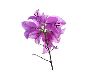 A bouquet of sweet pink Bougainvillea  flower blossom with green leaves on white isolated background