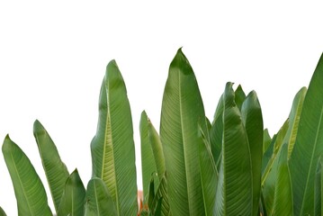 A bird of paradise leaves on white isolated background for green foliage backdrop 