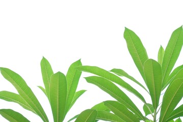 A tropical tree leaf with branches on white isolated background for green foliage backdrop 