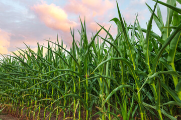 Green corn field in growth state, cultivated agricultural area at sunset.