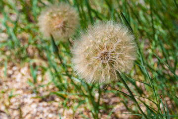 Close-up of two Goat's-beard, doubtful salsify (Tragopogon dubius) plants, similar to a large dandelion. The fruits are ribbed achenes with fluffy pappuses, or parachutes. 