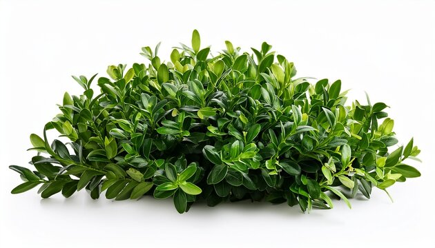 buxus sempervirens boxwood isolated on white or white background