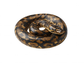 Obraz premium A coiled python, showcasing its intricate brown and black markings, is isolated against a pure white background, highlighting its unique scale pattern and beauty.