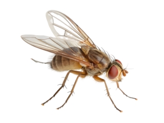 Fruit fly on white background 