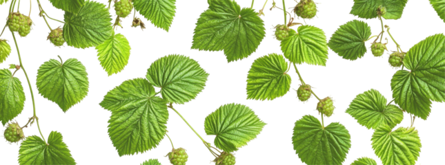 Lush green foliage of a plant with heart-shaped leaves and small, developing buds, set against a black background