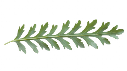 Elegant Green Leaf on PNG Transparent Background - Botanical Beauty