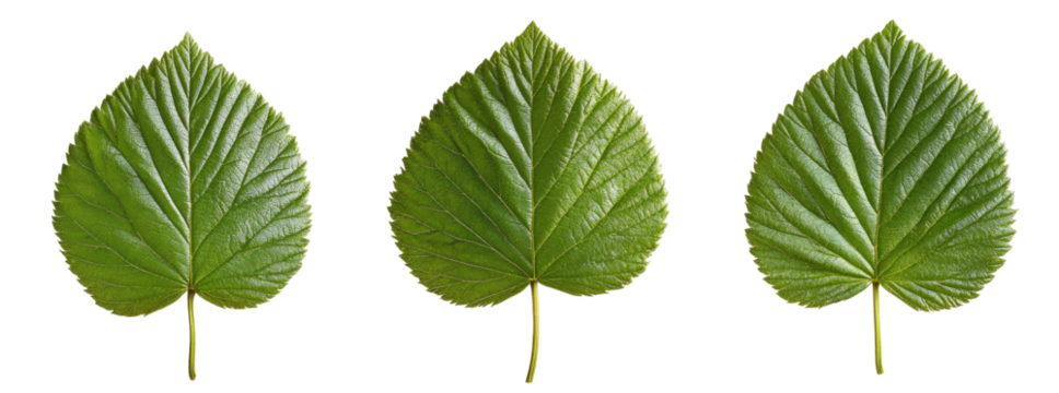Three identical heart-shaped leaves with prominent veining, presented against a black background, showcasing their detailed texture and vibrant green hue