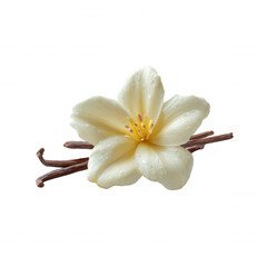 Close up of a vanilla flower with its pods on a white background showcasing the beauty and delicateness of the ingredient used in cooking and perfumes.