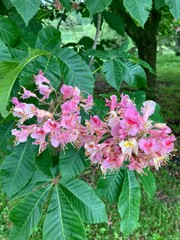  red horse-chestnut flowers on tree