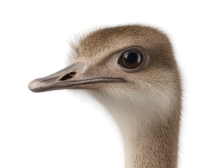 A close up shows the detail of an ostrich's head, featu its brown feathers, beak, white neck, and clear eye, all against a simple white background.