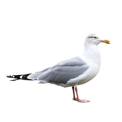Fototapeta premium seagull isolated on transparent background