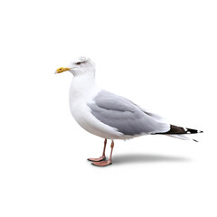 seagull isolated on transparent background
