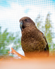 Close up Portrait Kea parrot looking left sitting on wooden perch in aviary with garden background